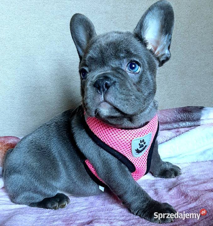 Buldog francuski sunia mega blue Pabianice sprzedam