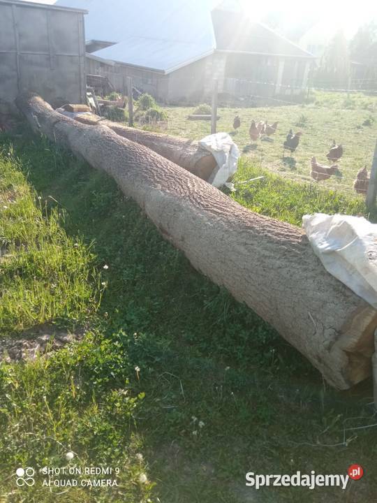 Dęby do sprzedania małopolskie Turza