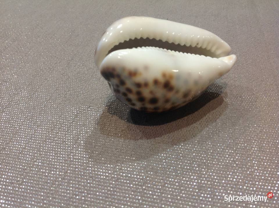 Muszla z Mauritiusa Dekoracja