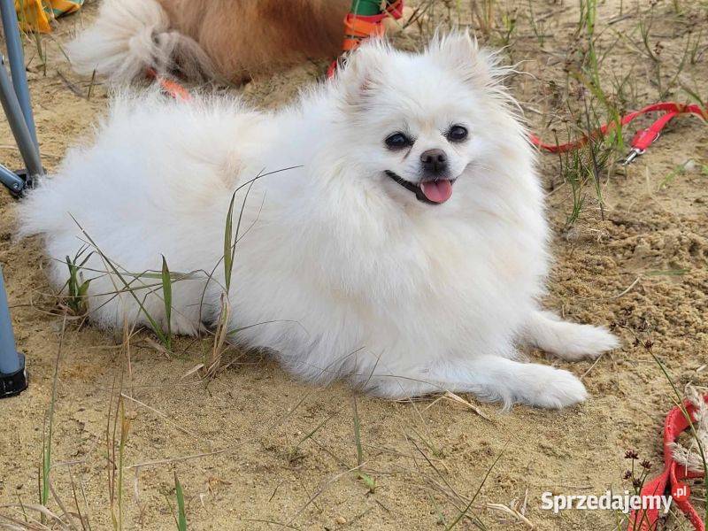Suczka pomerinin dorosła śląskie Toszek