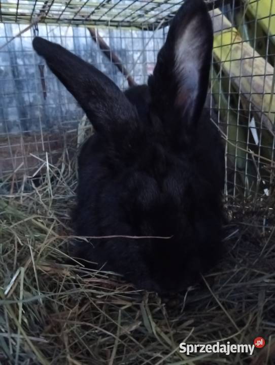 Sprzedam króliki Niemstów