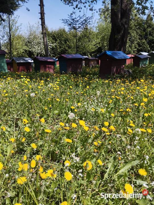 Miód Zamość i Roztocze Pasieka GardenQueen lubelskie