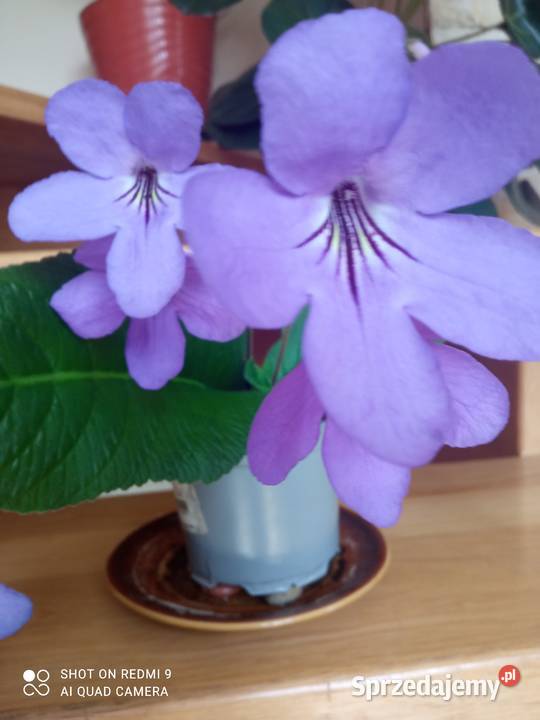 Piękne skrętniki Białystok