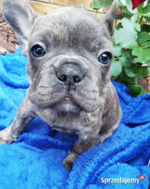 Buldog francuski niebieskie pieski Borzęcin
