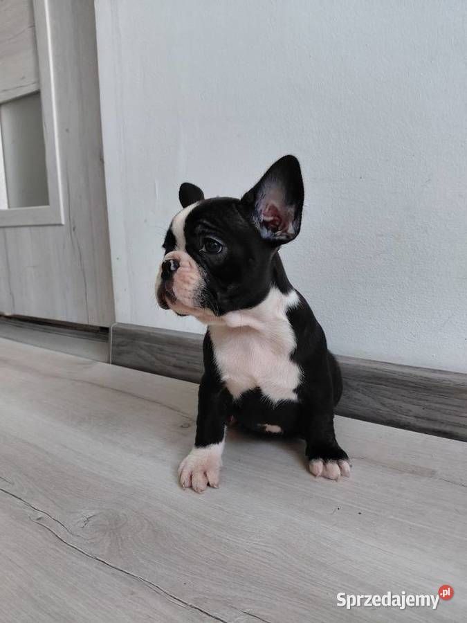 Buldog francuski suczka mazowieckie Płońsk sprzedam