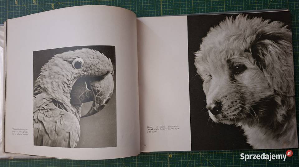 Zwierzęta przed obiektywem Jan Styczyński Kraków