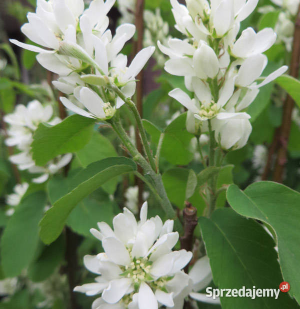 ŚWIDOŚLIWA OLCHOLISTA Henywood sadzonki w Ustronie
