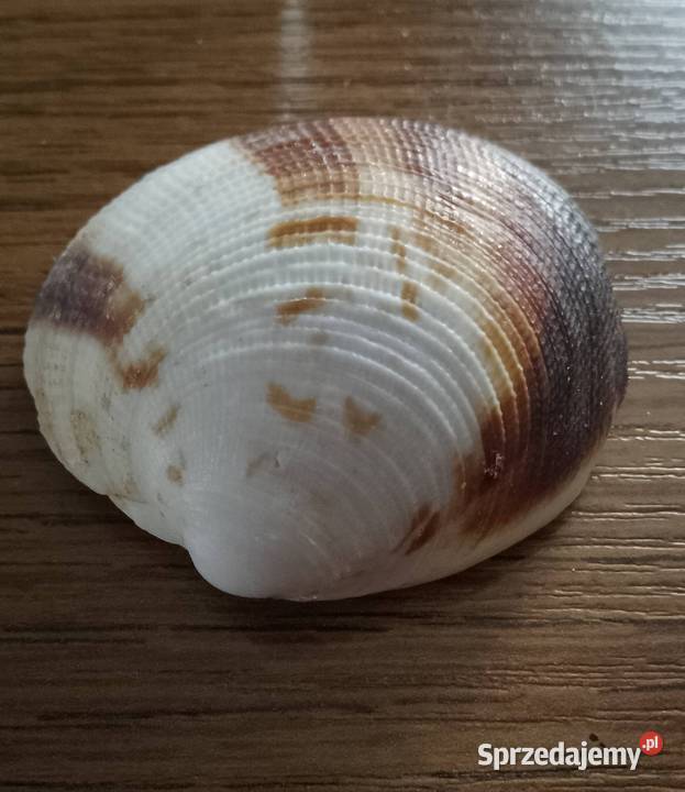 Muszle morskie kpl 19 sztuk