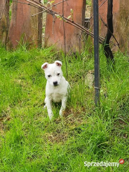 Staffordshire Bull Terrier staffik SUCZKA