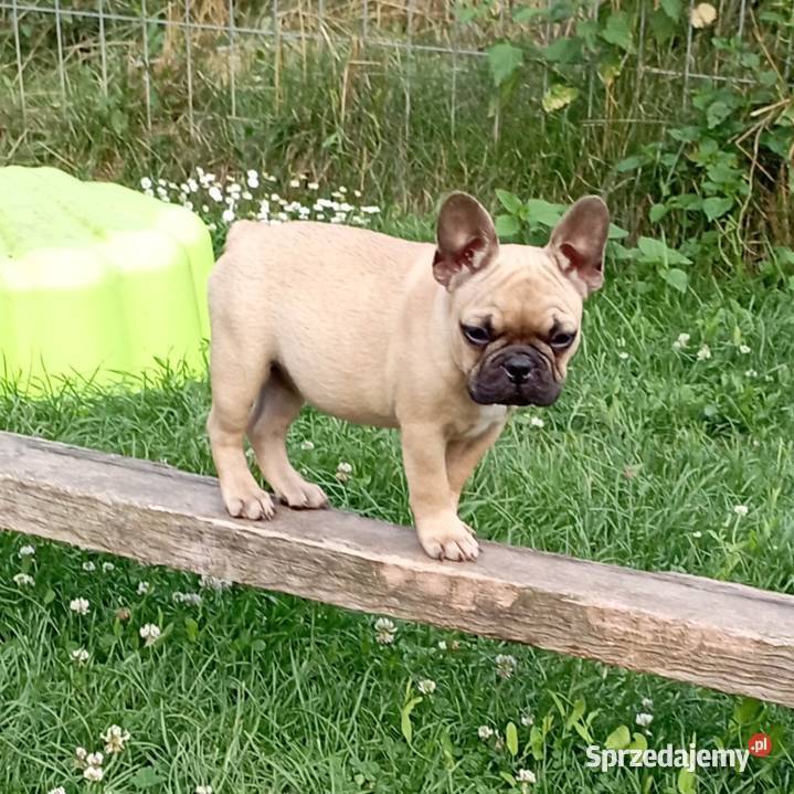 Buldog francuski suczka WIKI ZKwP FCI 3 miesiące Świdnik sprzedam
