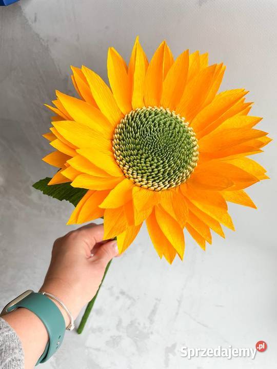 Słonecznik rozmiar L lubuskie Zielona Góra