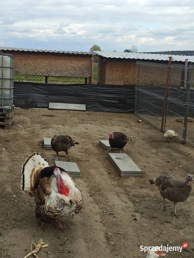 Jaja lęgowe indycze Drób i ptactwo Giełda zwierząt lubelskie Krupe