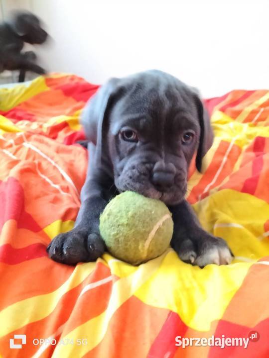 8 wspaniałych szczeniaczków cane corso Siedlce