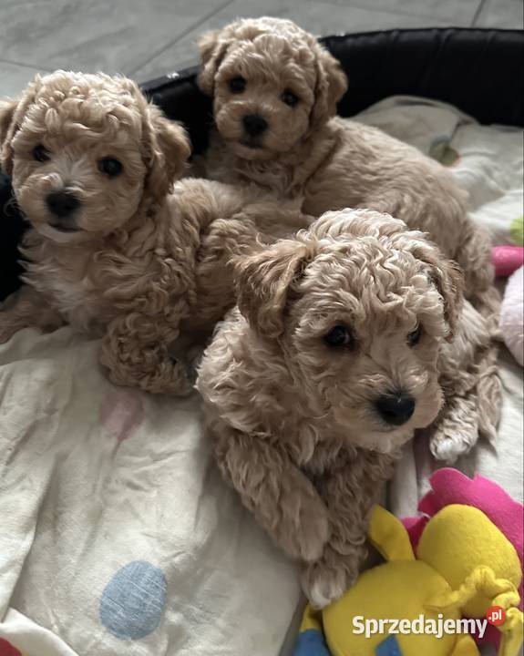 Piesek bichpoo bichon frise pudel toy nie Warszawa sprzedam