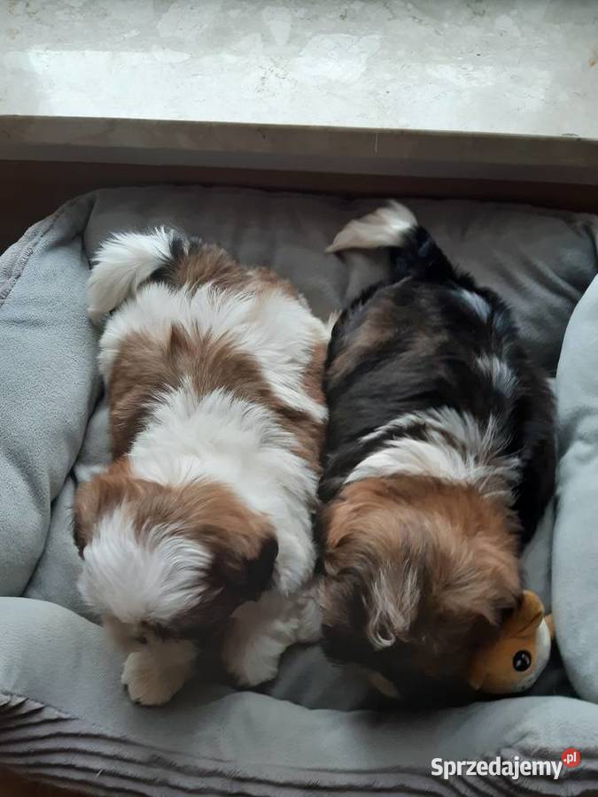 Shih tzu szczenięta do rezerwacji Katowice