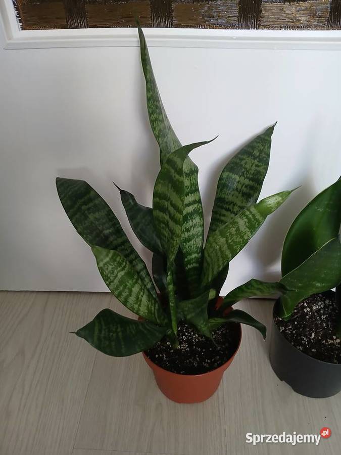 Sansevieria sanseweria black diamond i zeylanica sprzedam