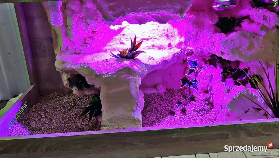 Terrarium specjalistyczne gekona lamparciego wielkopolskie Września