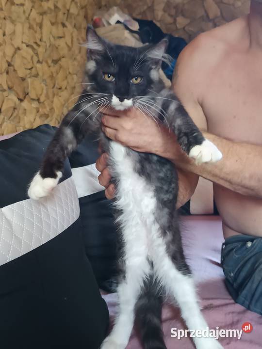 Kocu rasy Maine coon z rodowodem ostatni wolny sprzedam