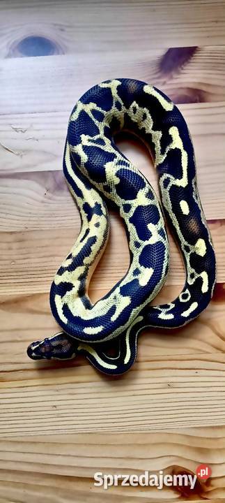 Pytony królewskie python regius Nowa Wola