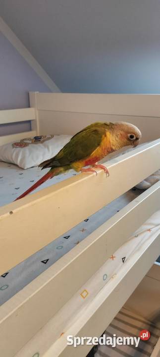 Rudosterka zielonolica