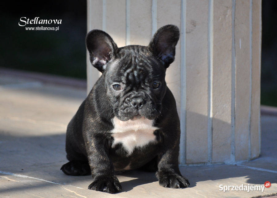 Buldog francuski szczenieta CH MŁCH Stellanova Warszawa