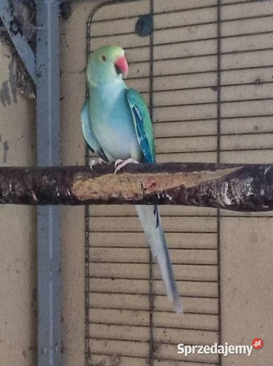 Aleksandretta aleksandretty Warszawa