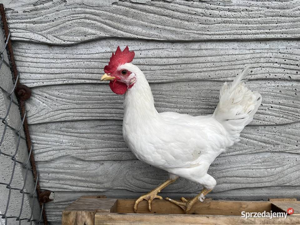 Kogut liliput Ptaki łódzkie Szadek