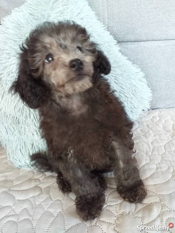 Pudel Toy srebrny Zwierzęta małopolskie