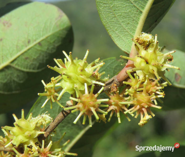 ANOGEISSUS LATIFOLIA Anogeissus latifolia Lubanie