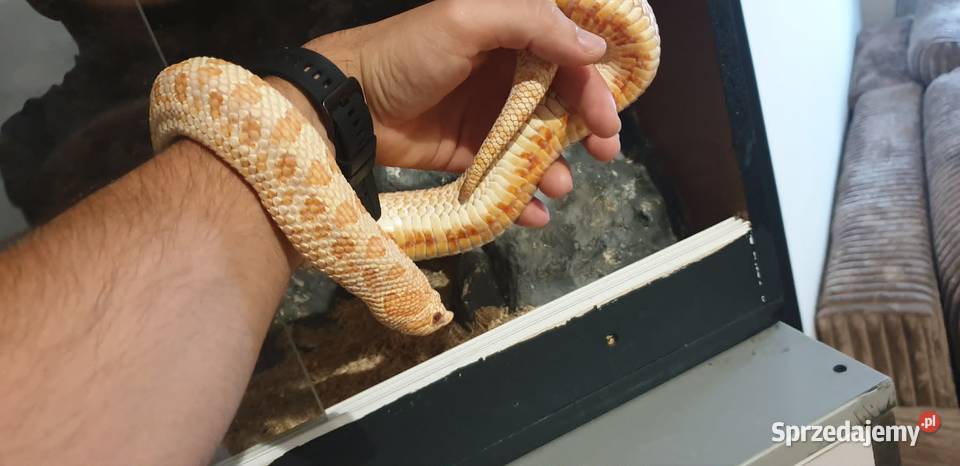 Dorosła samica Heterodon zachodni Yellow Albino dolnośląskie Głogów