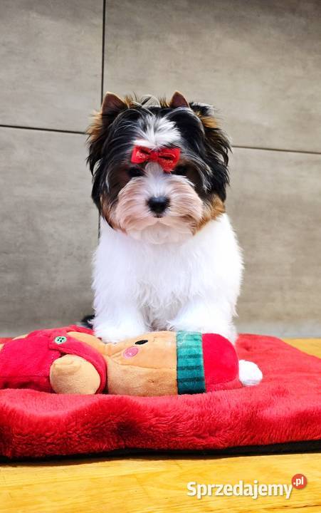 Śliczna suczka Biewer Yorkshire Terrier Orzesze sprzedam