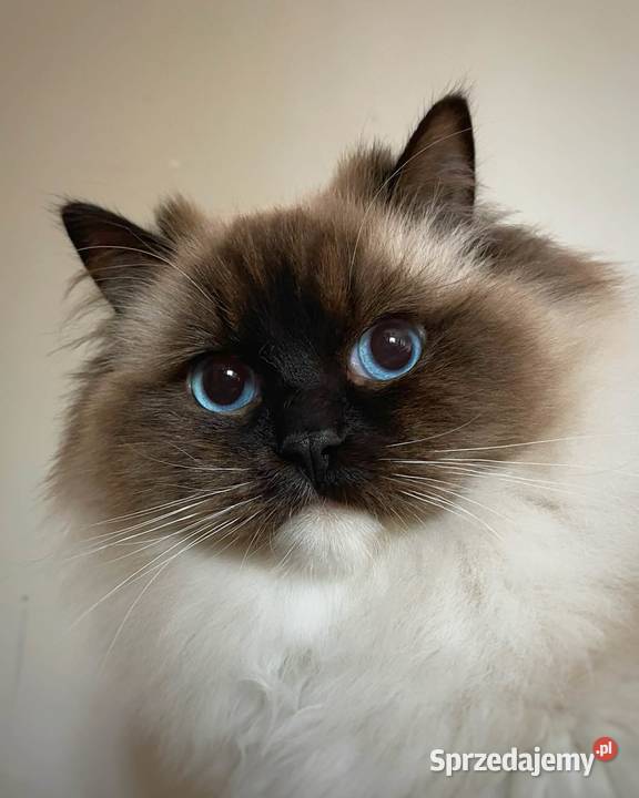 ragdoll piękny kocur Nanu hodowla rodowód FPL lubuskie Gorzów Wielkopolski