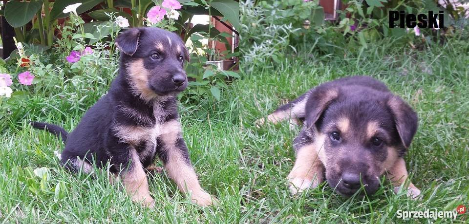 Psy szczeniaki 5 tygodni Odrobaczone Krzątka