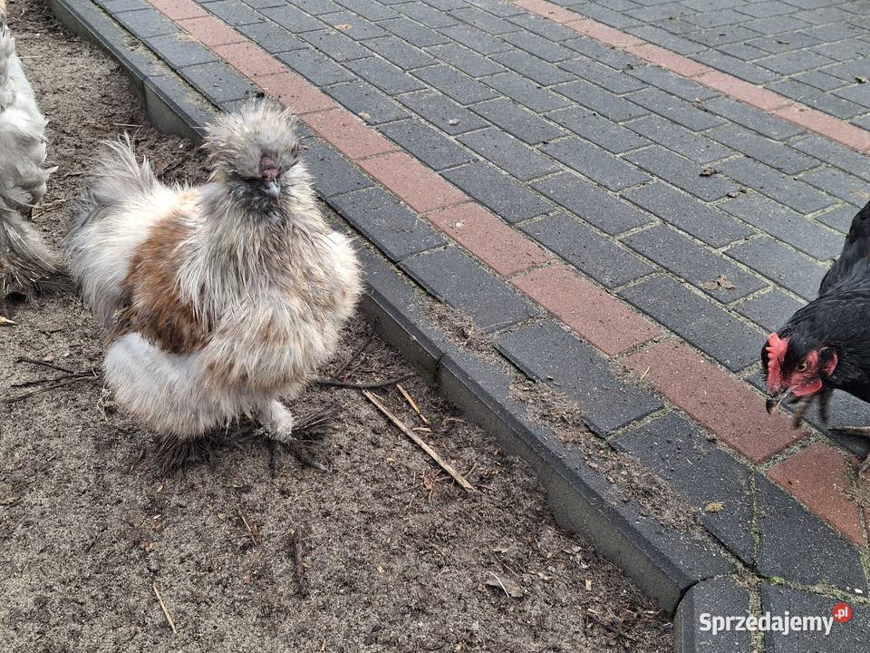 silki jedwabiste lubelskie