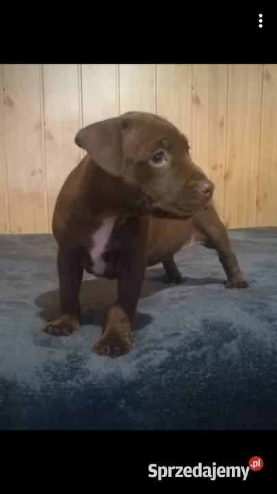 Szczeniaki PITBULL Pit Bull Miszewo B