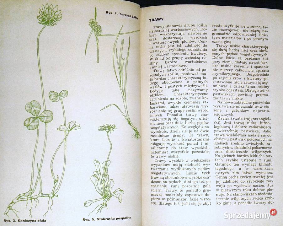 Kwaterowe użytkowanie pastwiska Zygmunt miękka Chełm
