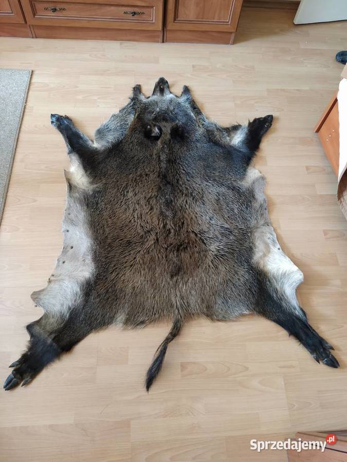 Skóra z dzika Nisko