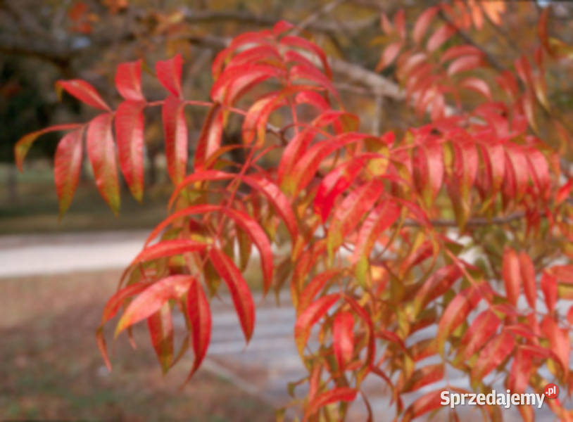 PISTACJA CHIŃSKA Pistacia chinensis NASIONA 150 Lubanie