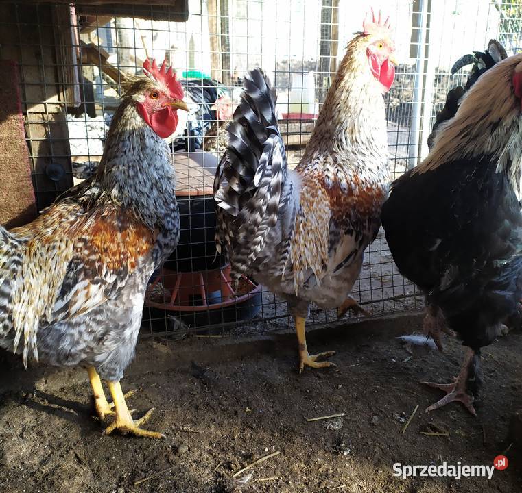 jaja lęgowe kur ozdobnych Rybno