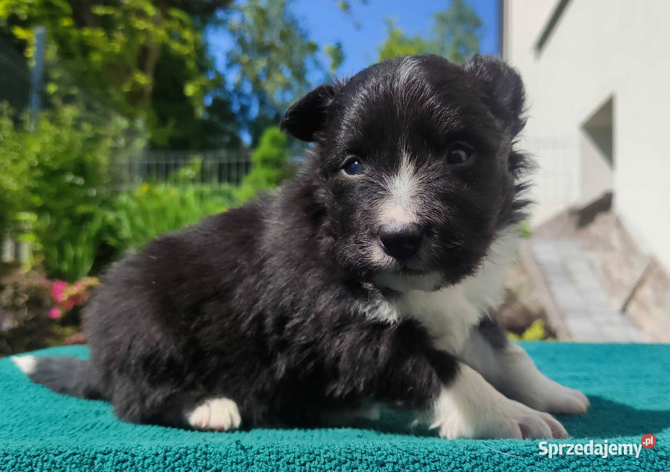 Pies Border Collie Rasowy szczeniak z Hodowli Pozostałe podkarpackie Iwonicz