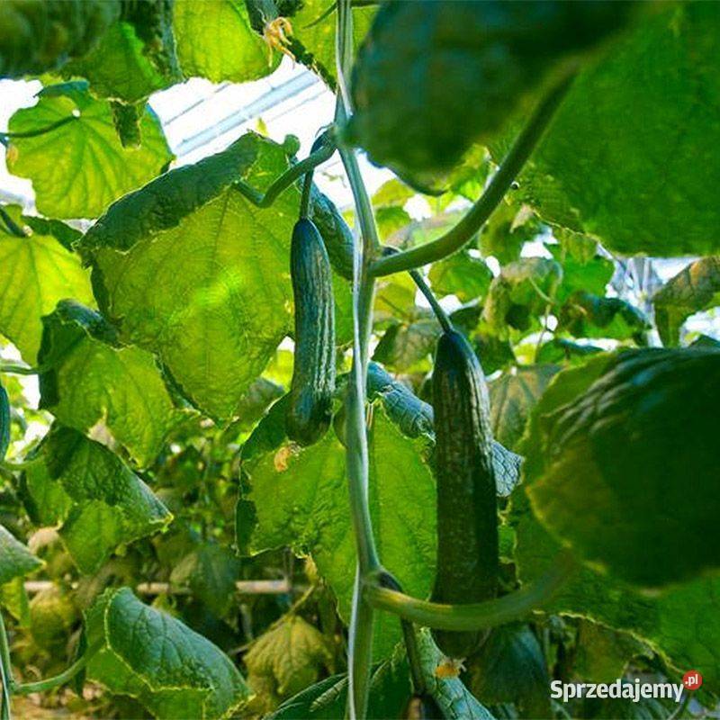 Tunel ogrodowy foliowy szklarnia folia 4x2x2m Poznań