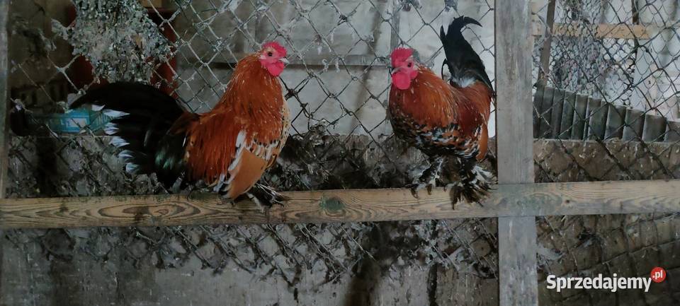 Koguty z 25 roku lubelskie Tokarówka