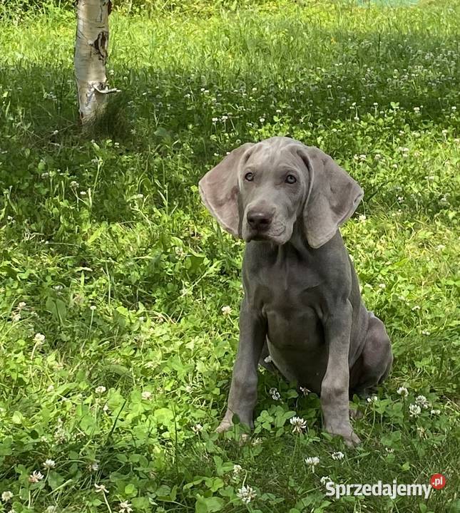 Wyżeł weimarski FCI suczka Gołcza