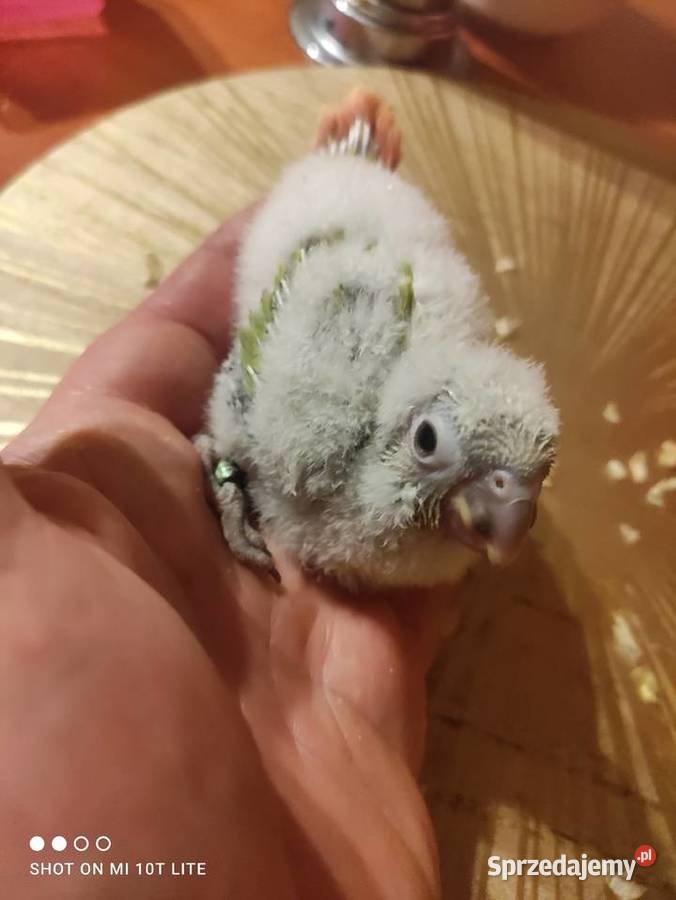 Rudosterki ręcznie karmione sprzedam Ptaki łódzkie