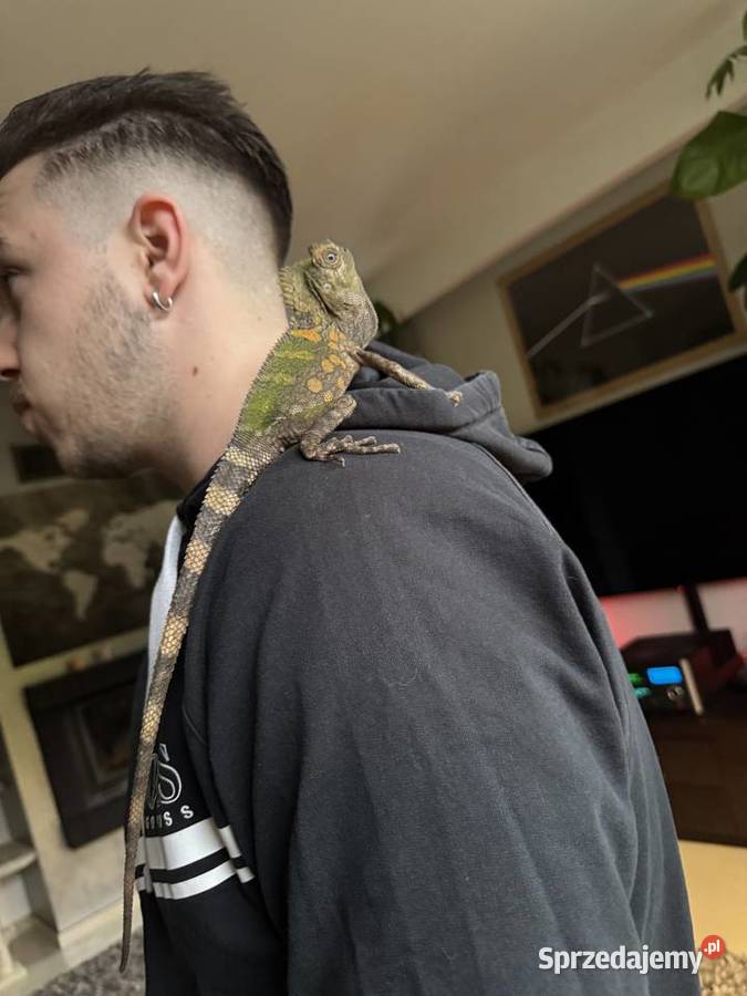 Młoda para agamy kameleonowatej Gdańsk