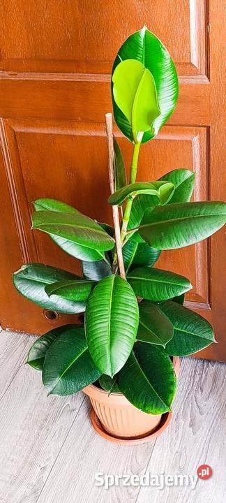 Fikus sprężysty Ficus elastica Robusta sprzedam Poznań