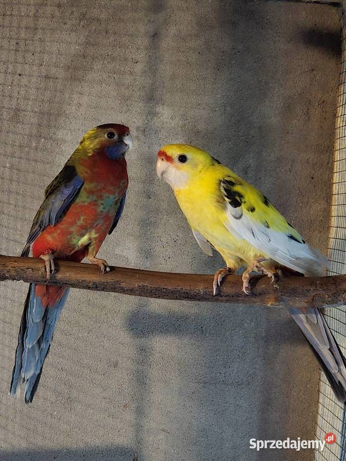 Likwidacja różne gatunki tanio dolnośląskie Strzelin
