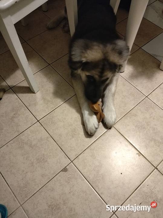 Oddam w ręce Pozostałe mazowieckie Warszawa