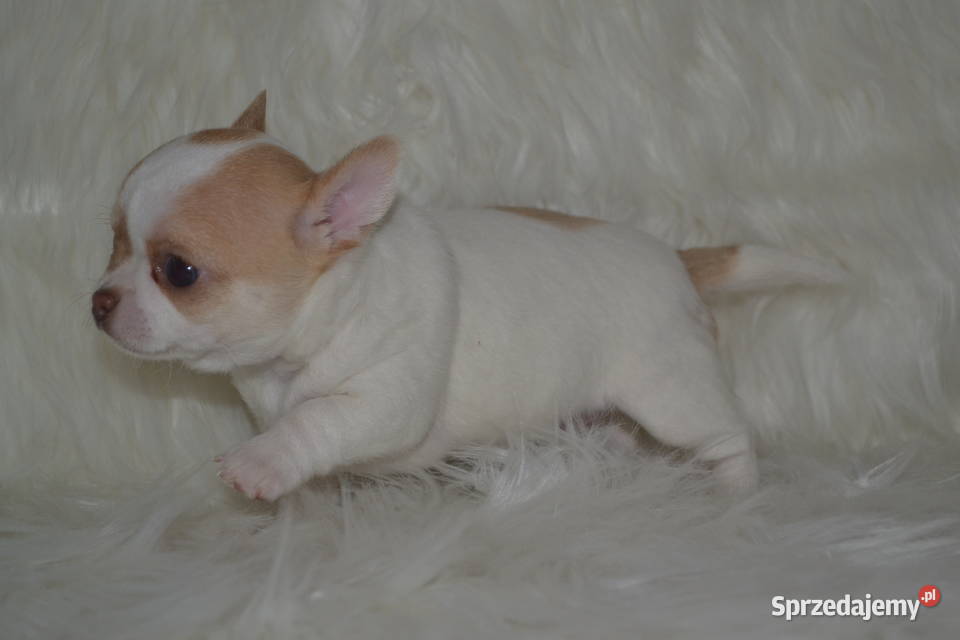 Maleńka królewna Chihuahua krótkowłosa szuka Warszawa sprzedam