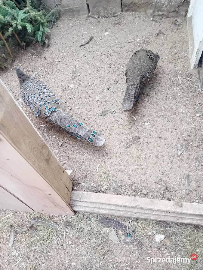 Bażant Wieloszpon Szary dorosła para Rogóźno-Zamek